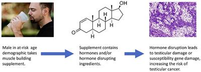 Can Muscle Building Supplements Increase Testicular Cancer Risk?